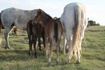 Horses June 2011